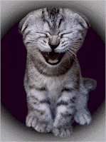 chat qui rie