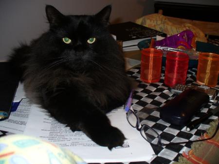 voici un de mes 2 chat